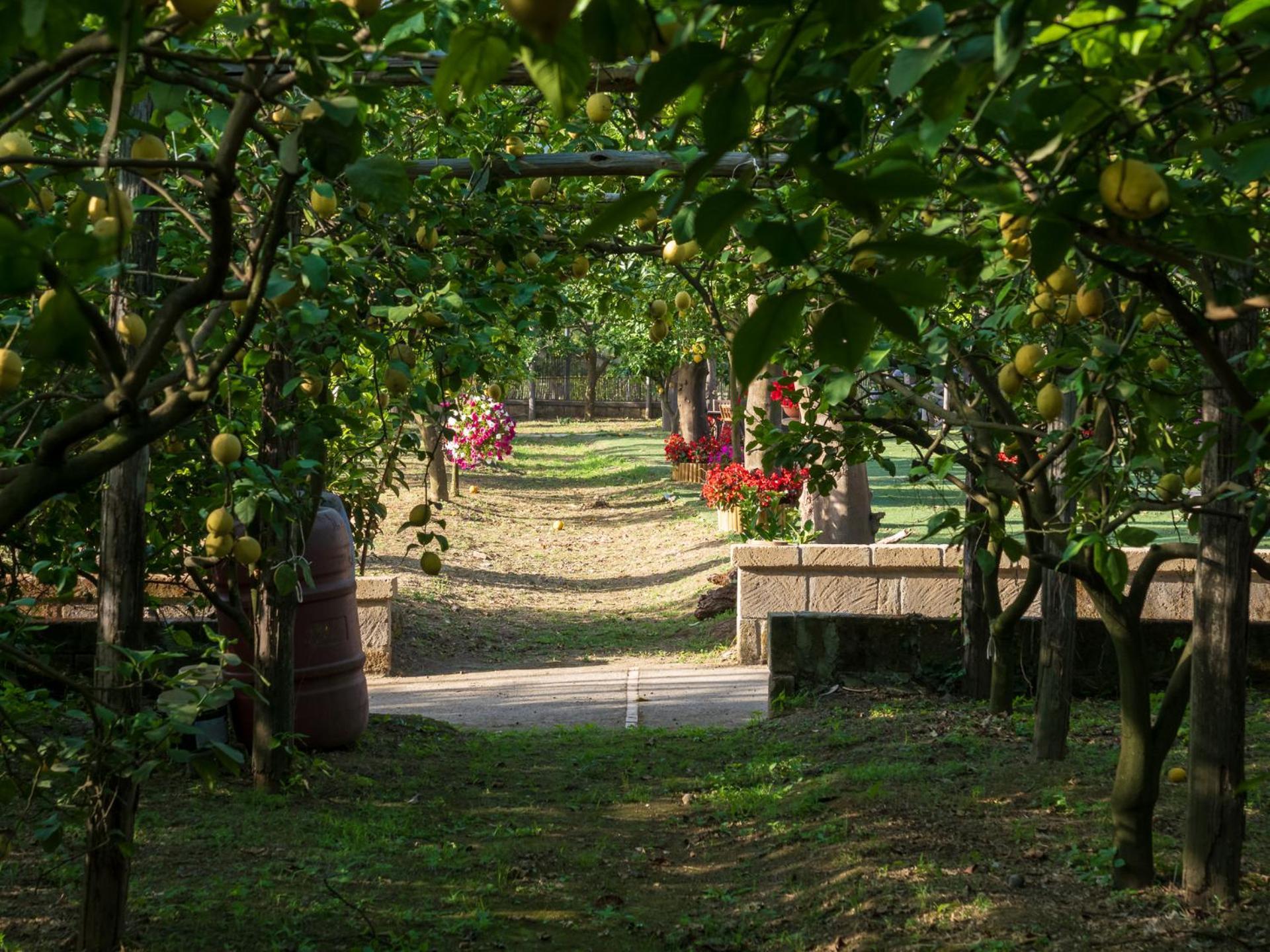Giardino Di Nonno Lucio - Surrounded By Lemon Tree Villa Piano di Sorrento Luaran gambar
