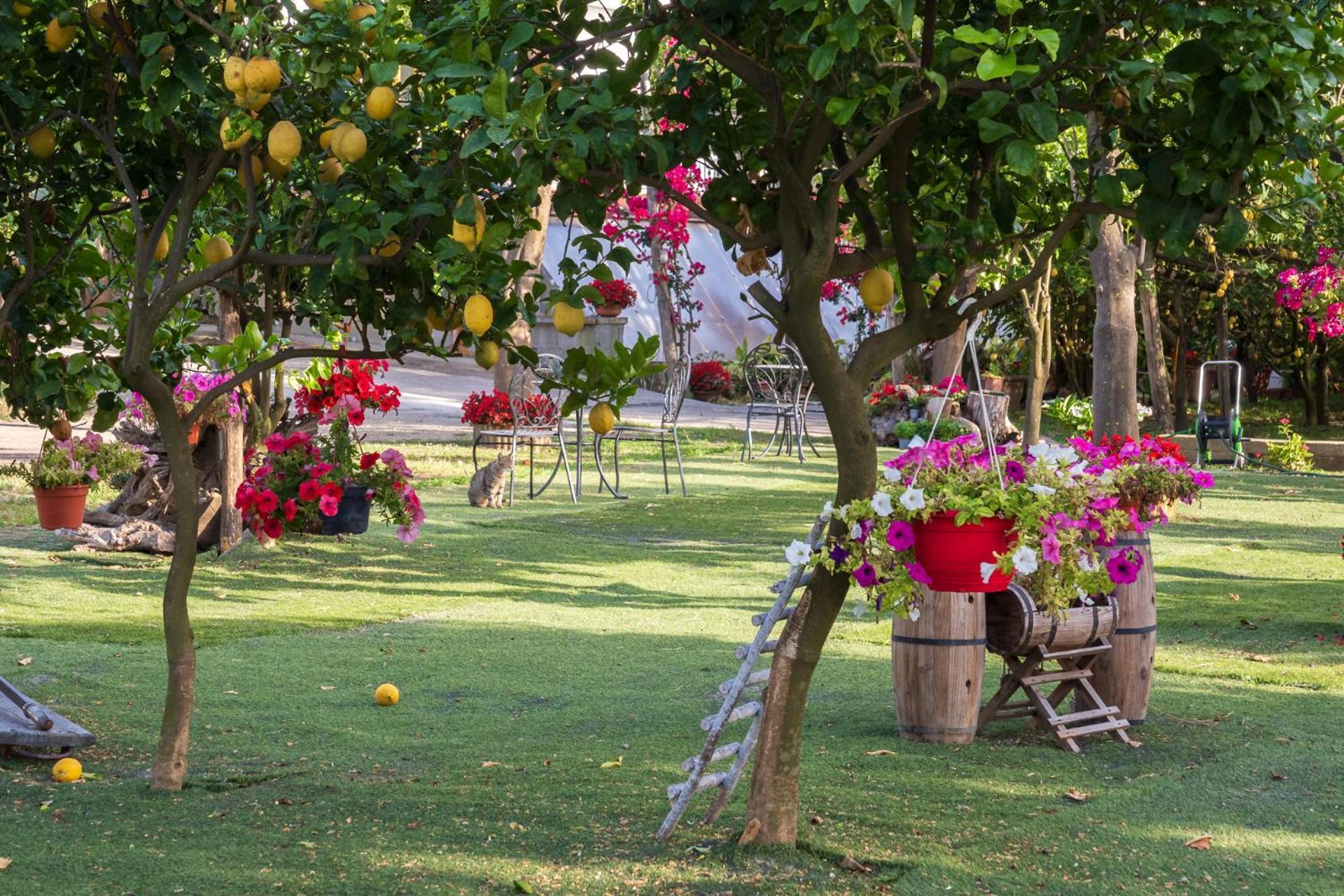 Giardino Di Nonno Lucio - Surrounded By Lemon Tree Villa Piano di Sorrento Luaran gambar