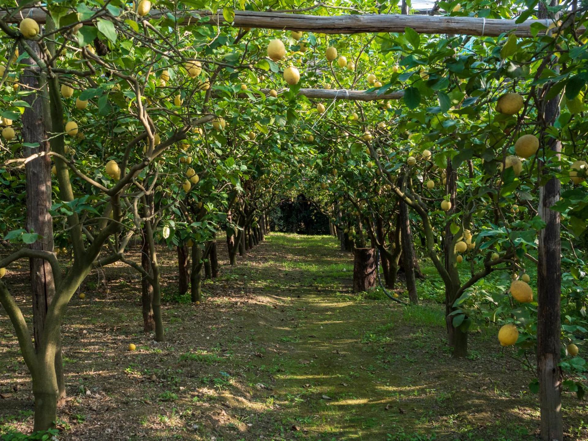 Giardino Di Nonno Lucio - Surrounded By Lemon Tree Villa Piano di Sorrento Luaran gambar